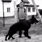 Черной немецкой овчарки щенки объявление Продам уменьшенное изображение 4