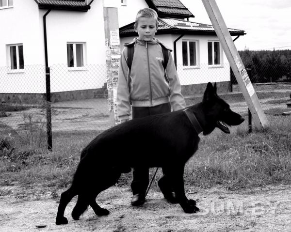 Черной немецкой овчарки щенки объявление Продам уменьшенное изображение 