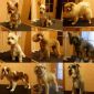 Груминг(стрижка, тримминг) собак р-н Сухарево объявление Услуга уменьшенное изображение 1
