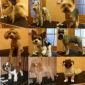 Груминг(стрижка, тримминг) собак р-н Сухарево объявление Услуга уменьшенное изображение 3