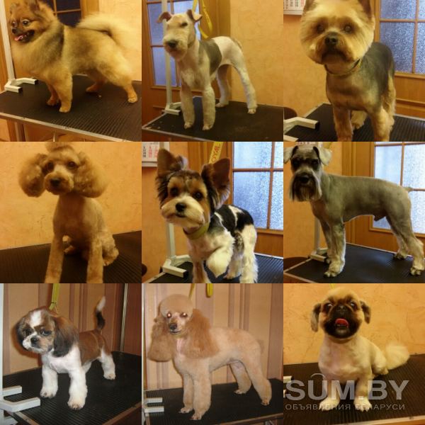 Груминг(стрижка, тримминг) собак р-н Сухарево объявление Услуга уменьшенное изображение 