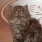 Шотландские котята скоттиш-страйт и хайленд-страйт объявление Продам уменьшенное изображение 1