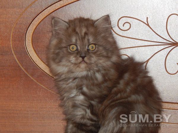 Шотландские котята скоттиш-страйт и хайленд-страйт объявление Продам уменьшенное изображение 