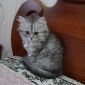 Шотландские котята скоттиш-страйт и хайленд-страйт объявление Продам уменьшенное изображение 2