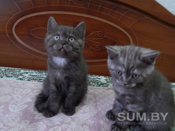 Шотландские котята скоттиш-страйт и хайленд-страйт объявление Продам уменьшенное изображение 