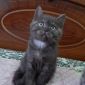 Шотландские котята скоттиш-страйт и хайленд-страйт объявление Продам уменьшенное изображение 3