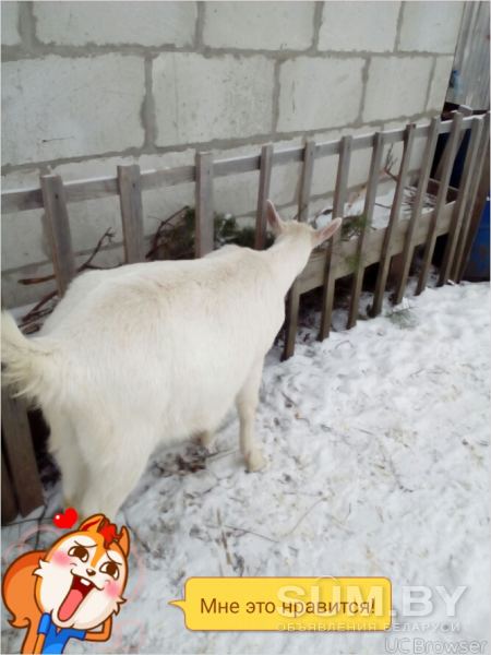 Продажа зааненской козы объявление Продам уменьшенное изображение 