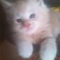 Котята мейн-кун объявление Продам уменьшенное изображение 2