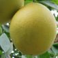 Лимон 12 сортов и помело веточки на укоренение! объявление Продам уменьшенное изображение 1