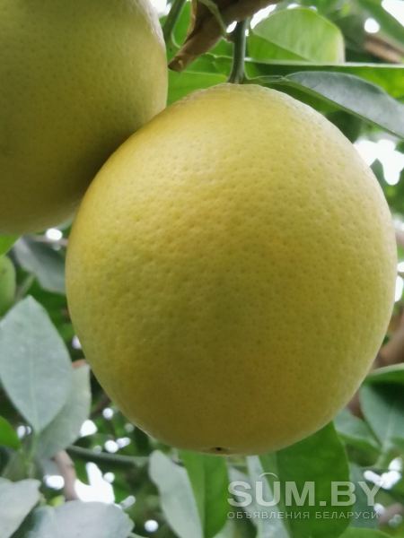 Лимон 12 сортов и помело веточки на укоренение! объявление Продам уменьшенное изображение 