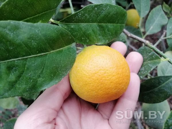 Лимон 12 сортов и помело веточки на укоренение! объявление Продам уменьшенное изображение 