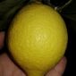 Лимон 12 сортов и помело веточки на укоренение! объявление Продам уменьшенное изображение 5