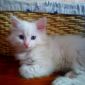 Сибирский котенок объявление Продам уменьшенное изображение 1