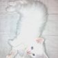 Сибирский котенок объявление Продам уменьшенное изображение 2