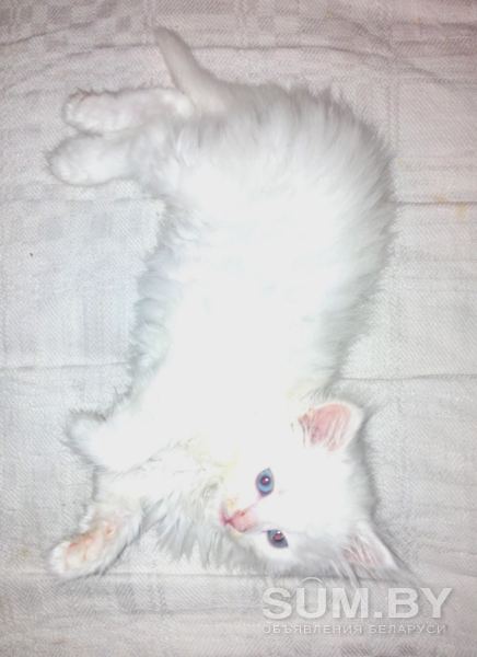 Сибирский котенок объявление Продам уменьшенное изображение 
