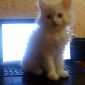 Сибирский котенок объявление Продам уменьшенное изображение 3