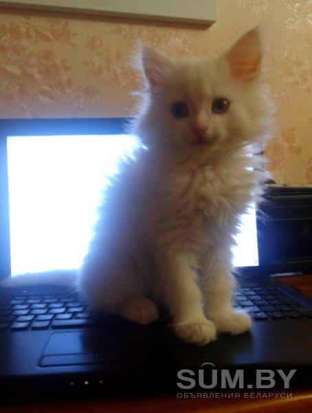 Сибирский котенок объявление Продам уменьшенное изображение 