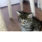 Котенок (кот , кошечка) объявление Продам уменьшенное изображение 6
