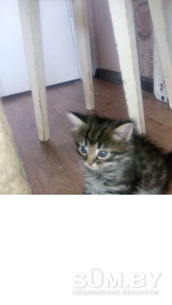 Котенок (кот , кошечка) объявление Продам уменьшенное изображение 