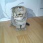 Шотландские котята объявление Продам уменьшенное изображение 3