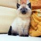СИАМСКИЕ котята с ярко синими глазками объявление Продам уменьшенное изображение 1