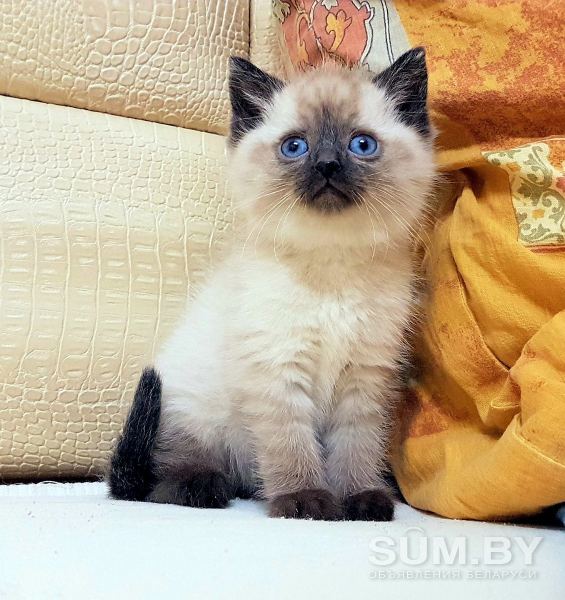 СИАМСКИЕ котята с ярко синими глазками объявление Продам уменьшенное изображение 