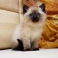 СИАМСКИЕ котята с ярко синими глазками объявление Продам уменьшенное изображение 2