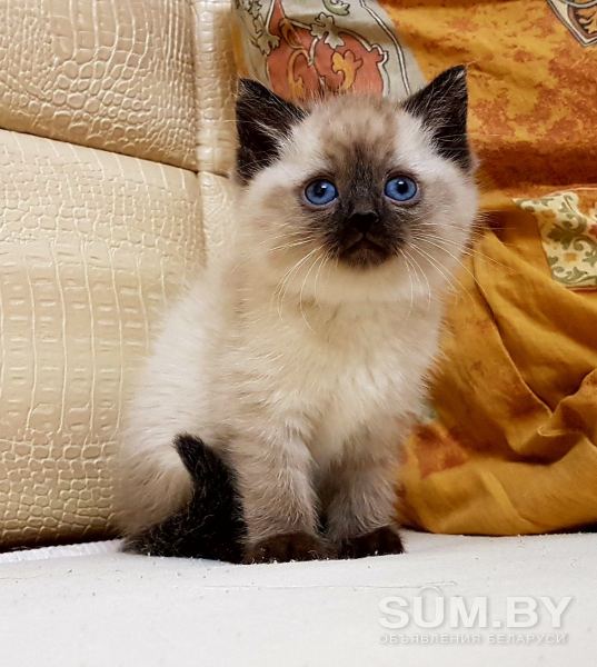 СИАМСКИЕ котята с ярко синими глазками объявление Продам уменьшенное изображение 