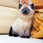 СИАМСКИЕ котята с ярко синими глазками объявление Продам уменьшенное изображение 3