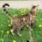 Бенгальский котик объявление Услуга уменьшенное изображение 3