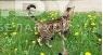 Бенгальский котик объявление Услуга уменьшенное изображение 