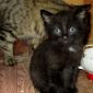 Пушистые чёрный котик и трёхцветная кошечка объявление Отдам даром уменьшенное изображение 1