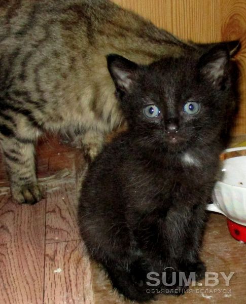 Пушистые чёрный котик и трёхцветная кошечка объявление Отдам даром уменьшенное изображение 