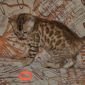 Бенгальские котята объявление Продам уменьшенное изображение 1