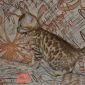 Бенгальские котята объявление Продам уменьшенное изображение 5
