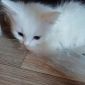 Котенок (кот) домашней кошечки (турецкая ангора) объявление Продам уменьшенное изображение 6