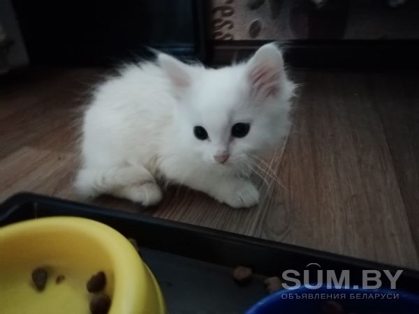 Котенок (кот) домашней кошечки (турецкая ангора) объявление Продам уменьшенное изображение 
