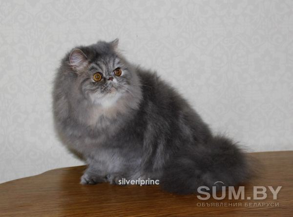 Персидский котик объявление Продам уменьшенное изображение 