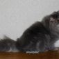 Персидский котик объявление Продам уменьшенное изображение 3
