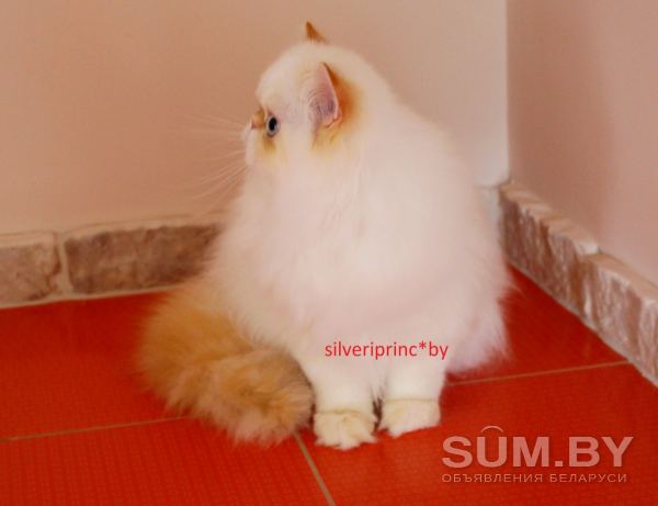 Персидский котик объявление Продам уменьшенное изображение 