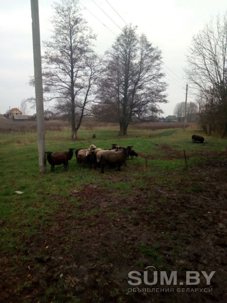 Овцы на мясо