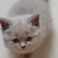 Британские котята объявление Продам уменьшенное изображение 1