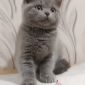 Очаровательные британские котята объявление Продам уменьшенное изображение 1