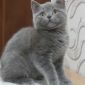 Очаровательные британские котята объявление Продам уменьшенное изображение 2