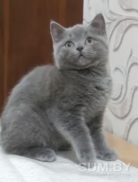 Очаровательные британские котята объявление Продам уменьшенное изображение 