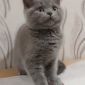 Очаровательные британские котята объявление Продам уменьшенное изображение 3