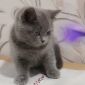Очаровательные британские котята объявление Продам уменьшенное изображение 4