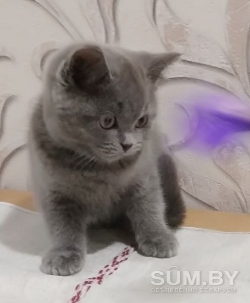 Очаровательные британские котята объявление Продам уменьшенное изображение 