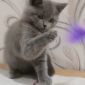 Очаровательные британские котята объявление Продам уменьшенное изображение 5