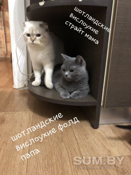 Котята объявление Продам уменьшенное изображение 